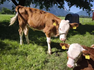Tiere in der Ferienwohnung oder in der Nähe